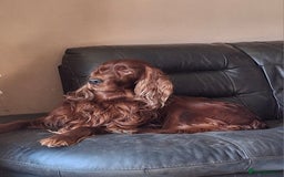Irish Setter dogs for sale: KC IRISH SETTER DOG 4 YEARS OLD  - Advert 3
