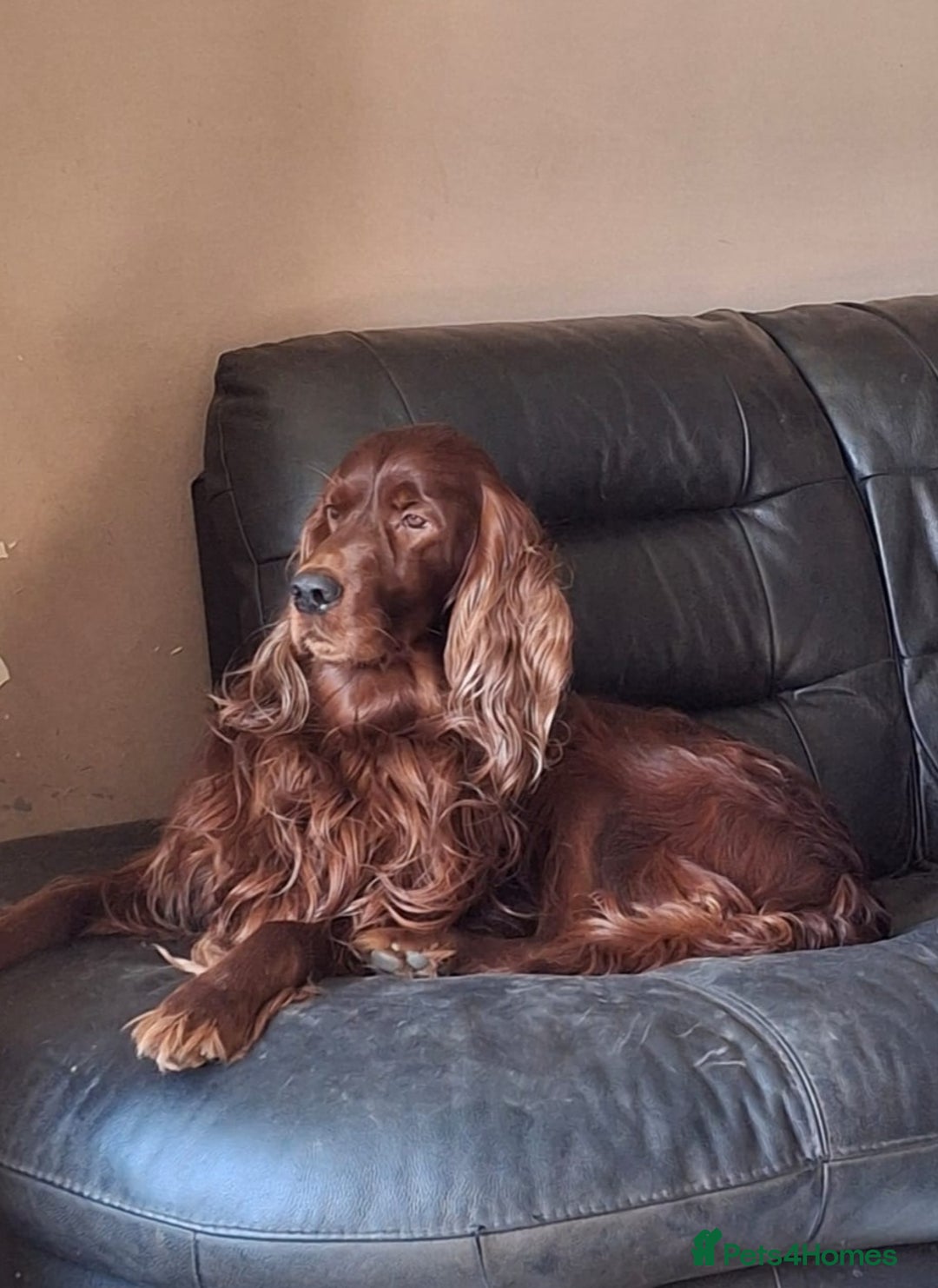 Irish Setter dogs for sale: KC IRISH SETTER DOG 4 YEARS OLD  - Advert 3