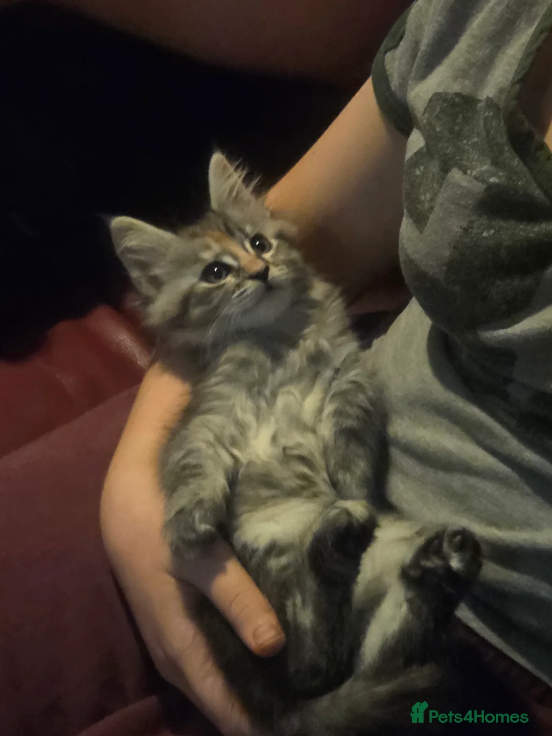Maine Coon cats for sale: Pair of Maine Coon kittens from Registered parents - Advert 17