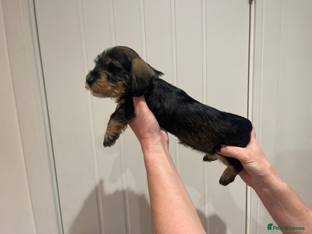 Dachshund dogs for sale:  Miniature Wirehaired Dachshund  puppies  - Advert 17