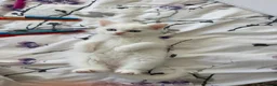 British Shorthair cats for sale: British short hair  - Advert 6