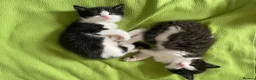 Persian cats for sale: Persian Dollface x BSH - Advert 1