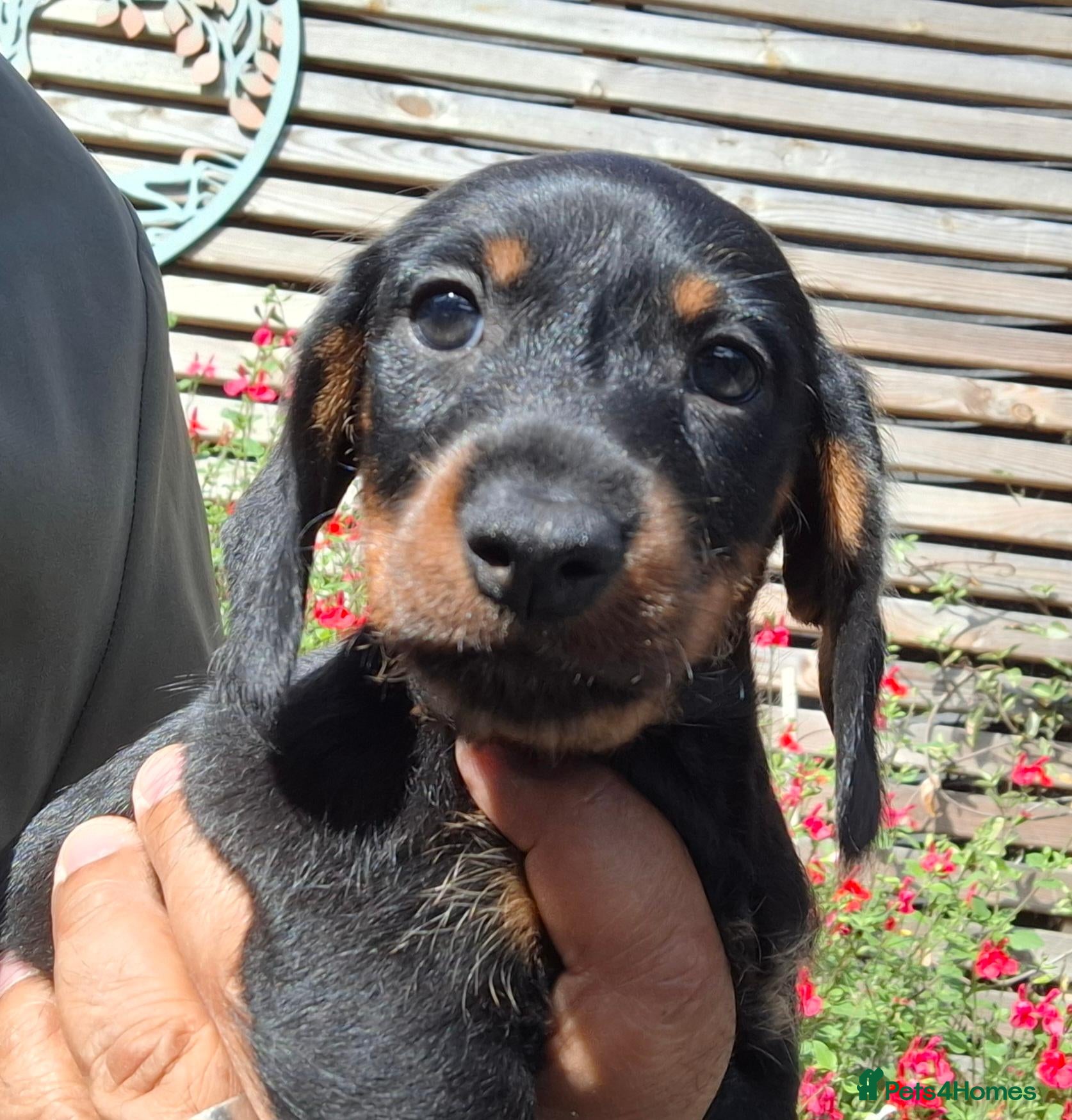 Miniature Dachshund dogs Beautiful Mini Wire-Haired Dachshund Babies  - Advert 4