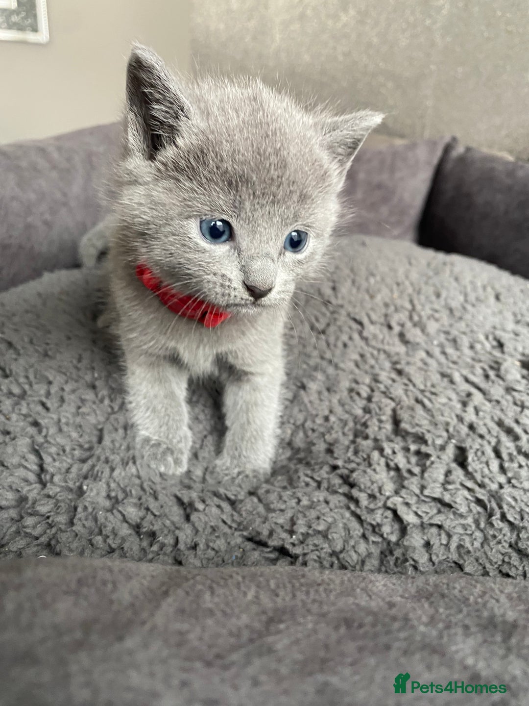 Russian Blue cats for sale: Russian blue kittens  - Advert 26