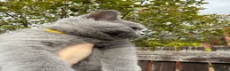 British Shorthair cats for sale: Lovely British Shorthair kittens for sale! - Advert 16