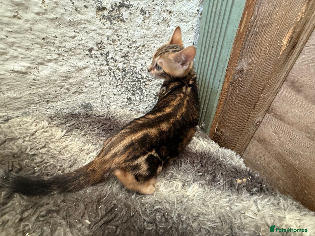 Bengal cats for sale: Bengal kittens ready now silver and marble boys - Image 11