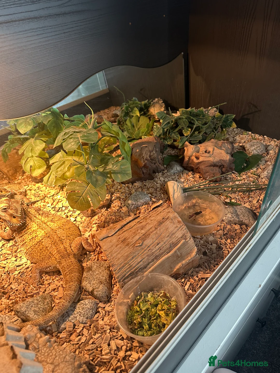 Bearded Dragon reptiles for sale: Beaded dragon + full set up  - Advert 2