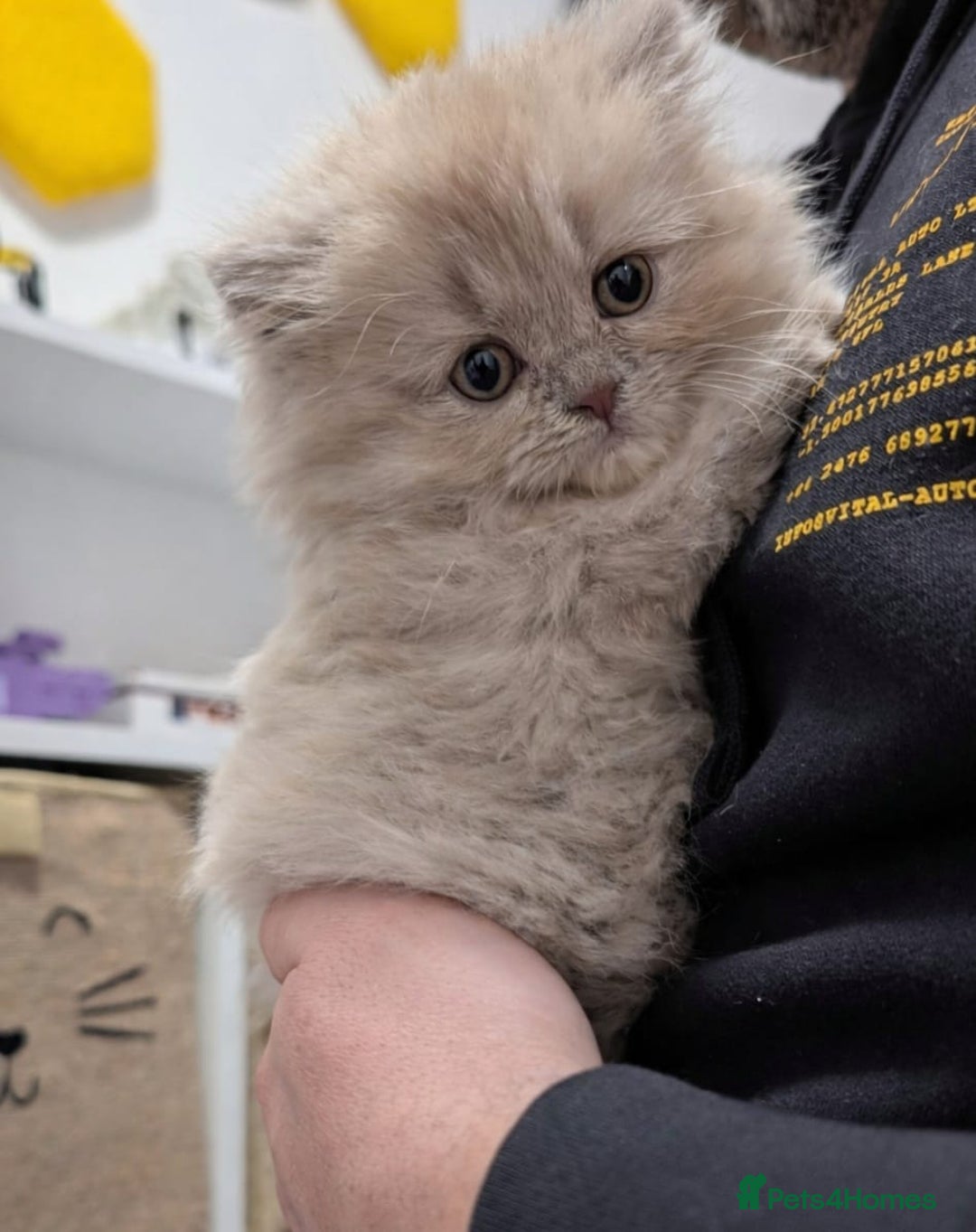 British Shorthair cats for sale: Stunning British Shorthair kittens boy and girl - Advert 7