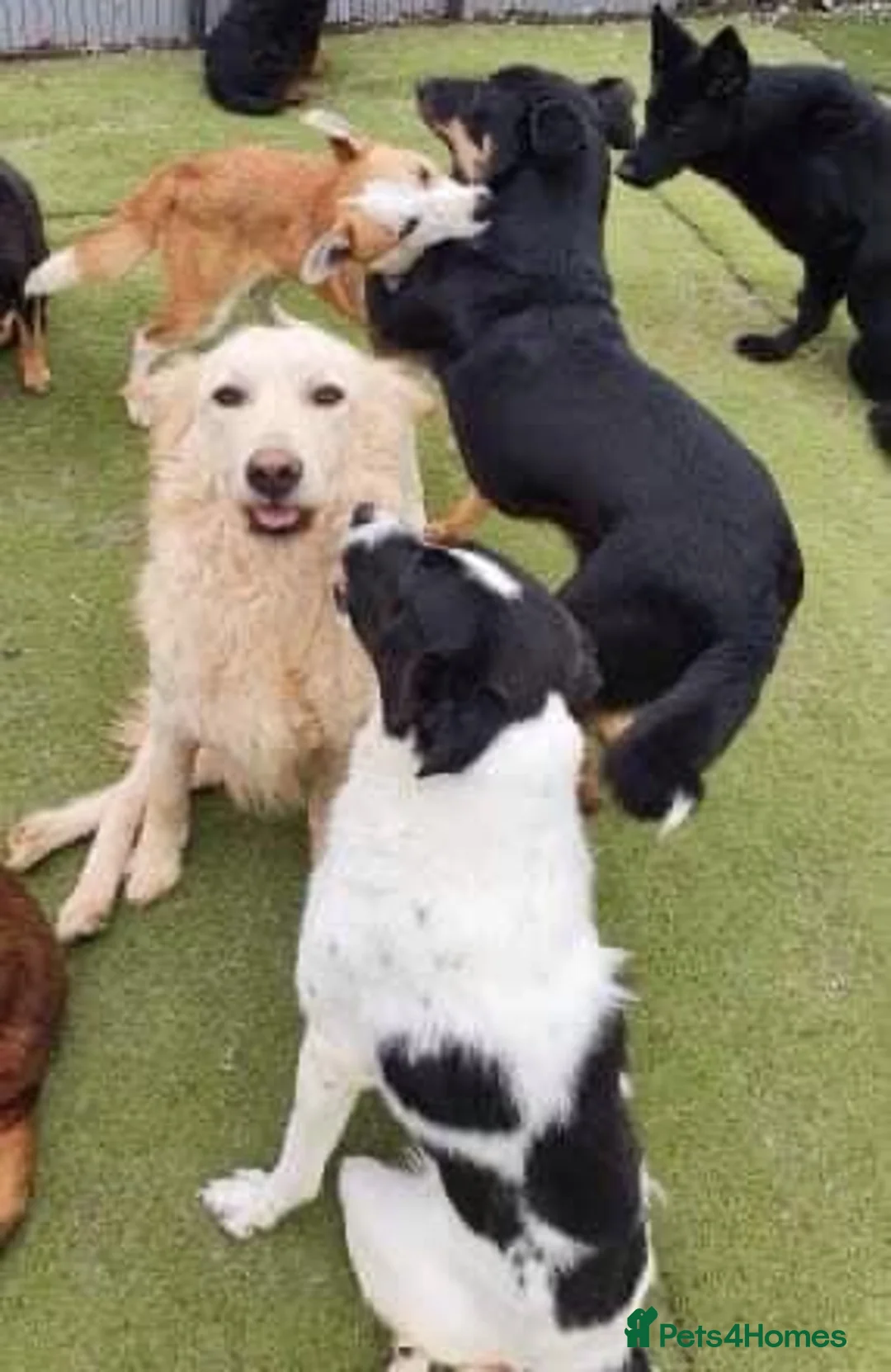 Mixed Breed dogs for adoption: Travis is looking for his perfect family x in Ayr - Advert 11