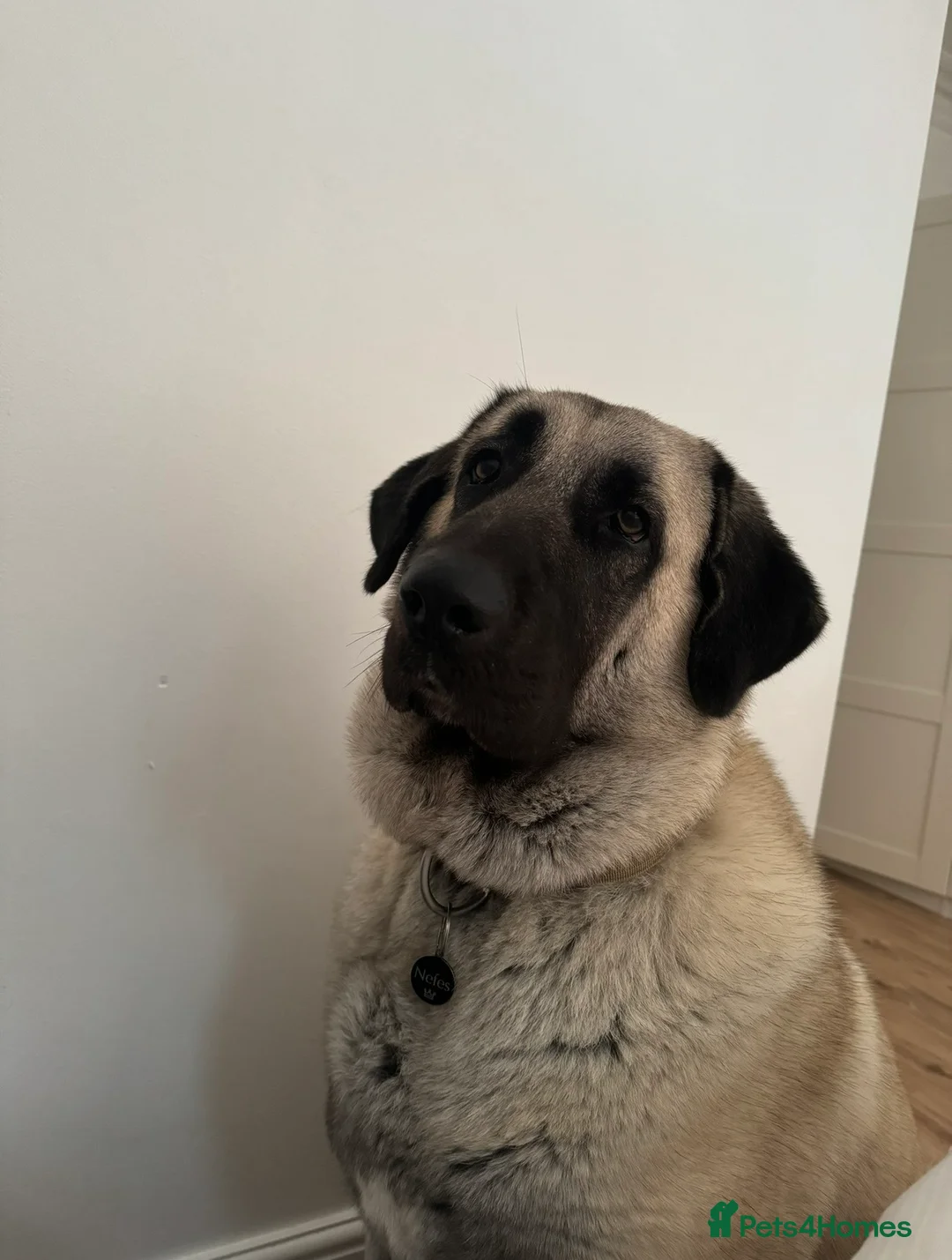 Turkish Kangal dogs for sale: Beautiful Kangal  - Advert 1