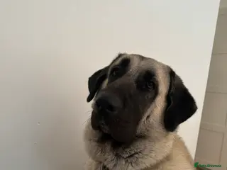 Turkish Kangal dogs Beautiful Kangal - Advert 1