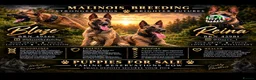 Belgian Shepherd Dog dogs for sale: Belgian Malinois  - Advert 2