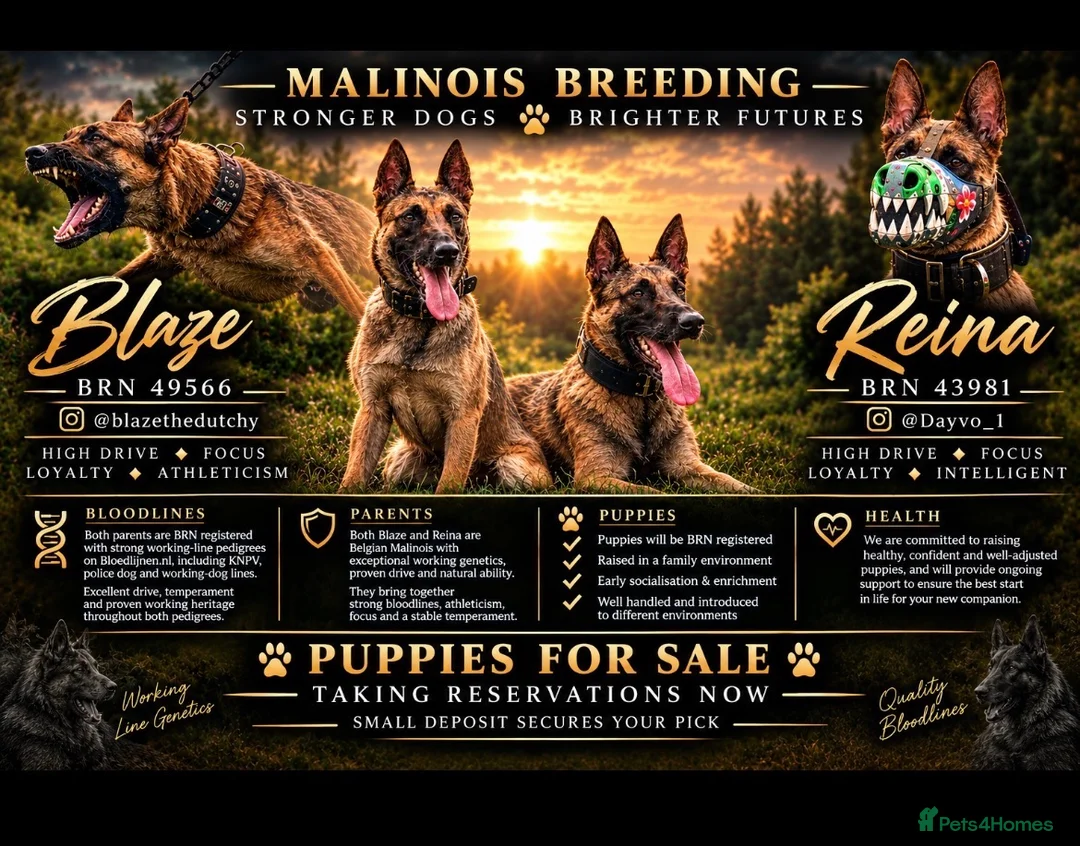 Belgian Shepherd Dog dogs for sale: Belgian Malinois  - Advert 2