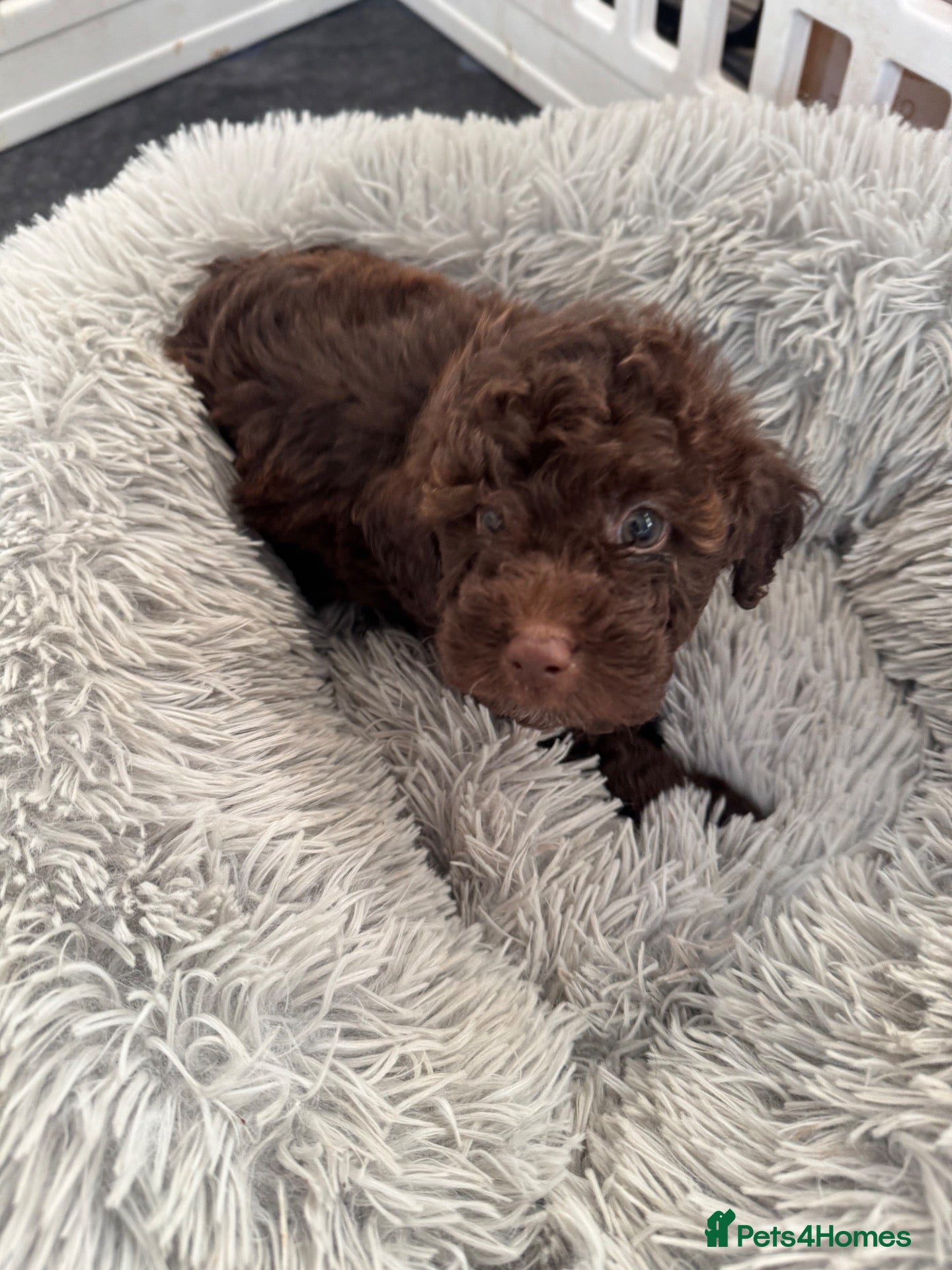 Cockapoo dogs Wonderful F1 Cockapoos - Advert 1