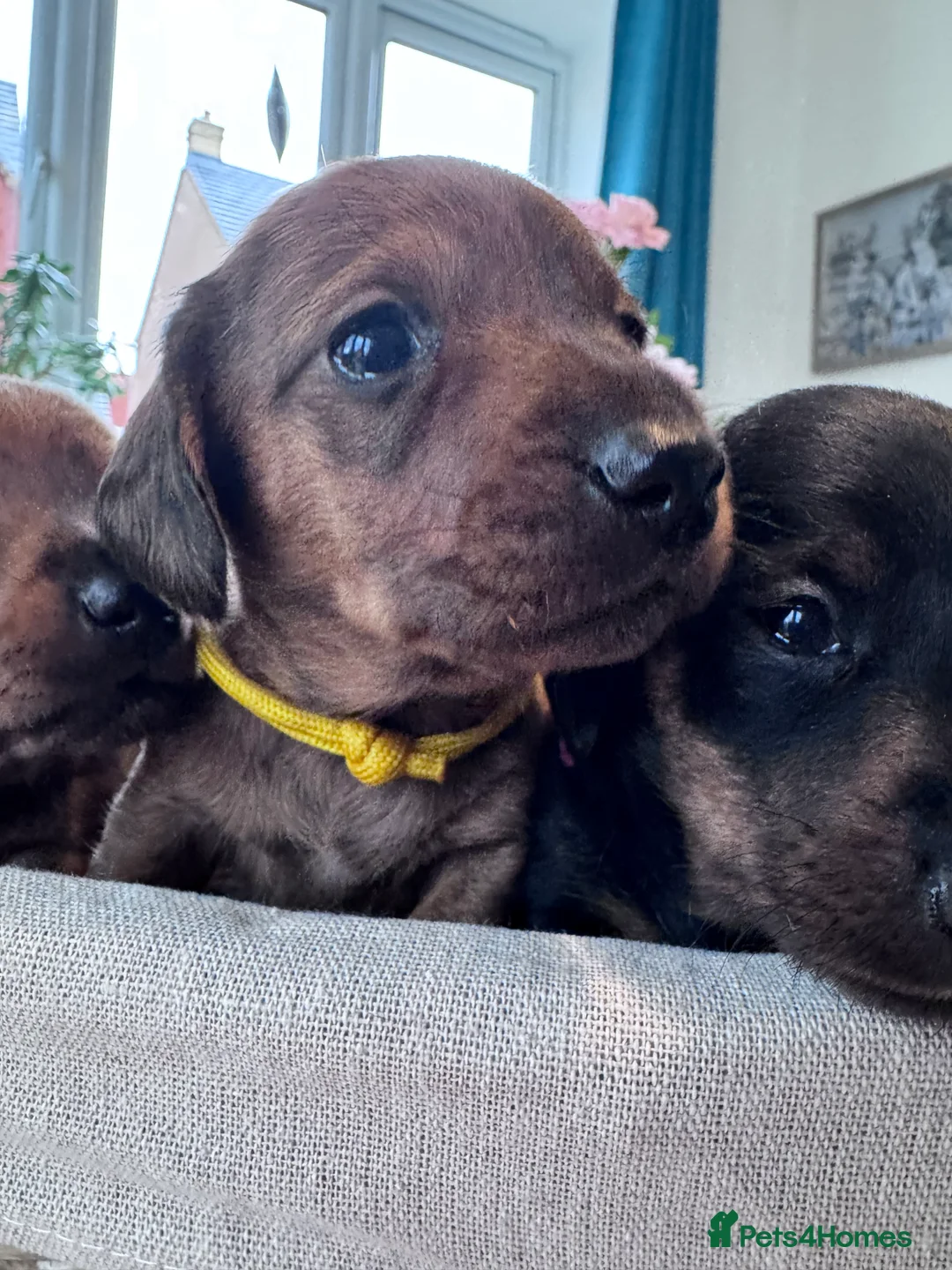 Miniature Dachshund dogs for sale: Gorgeous girls Mini Dachshund  - Advert 17