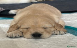 Golden Retriever dogs for sale: Beautiful KC Registered Golden Retriever Puppies - Image 5