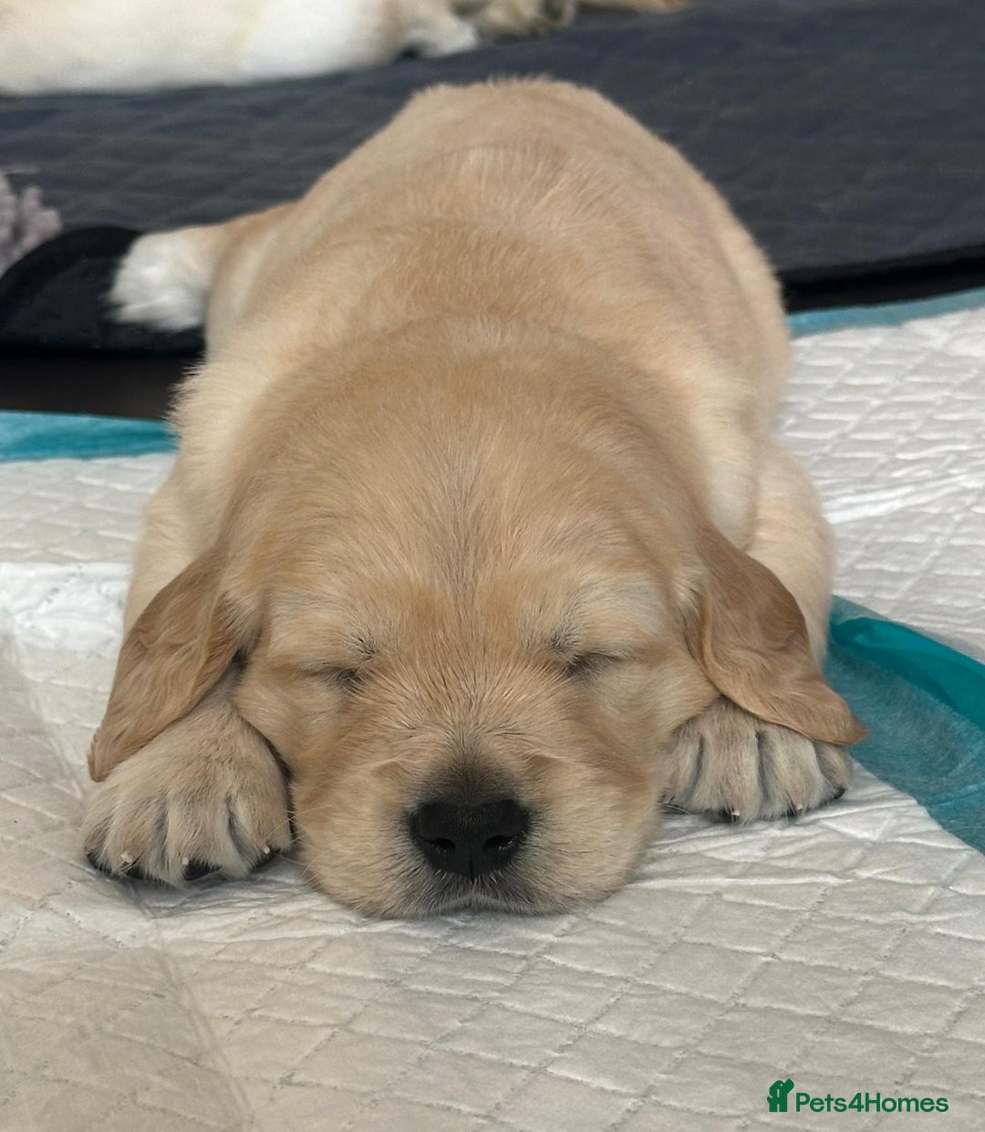 Golden Retriever dogs for sale: Beautiful KC Registered Golden Retriever Puppies - Image 5