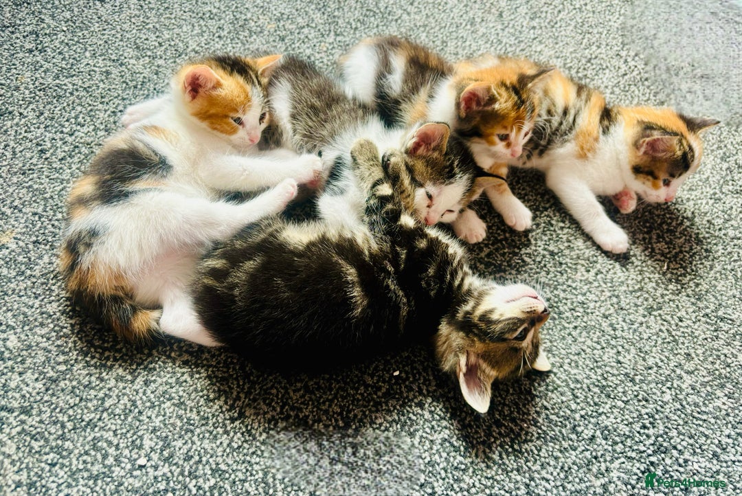 Mixed Breed cats for sale: 5 beautiful kittens for sale  - Image 15