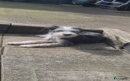 Lurcher dogs for sale: Little boy for sale - Image 3