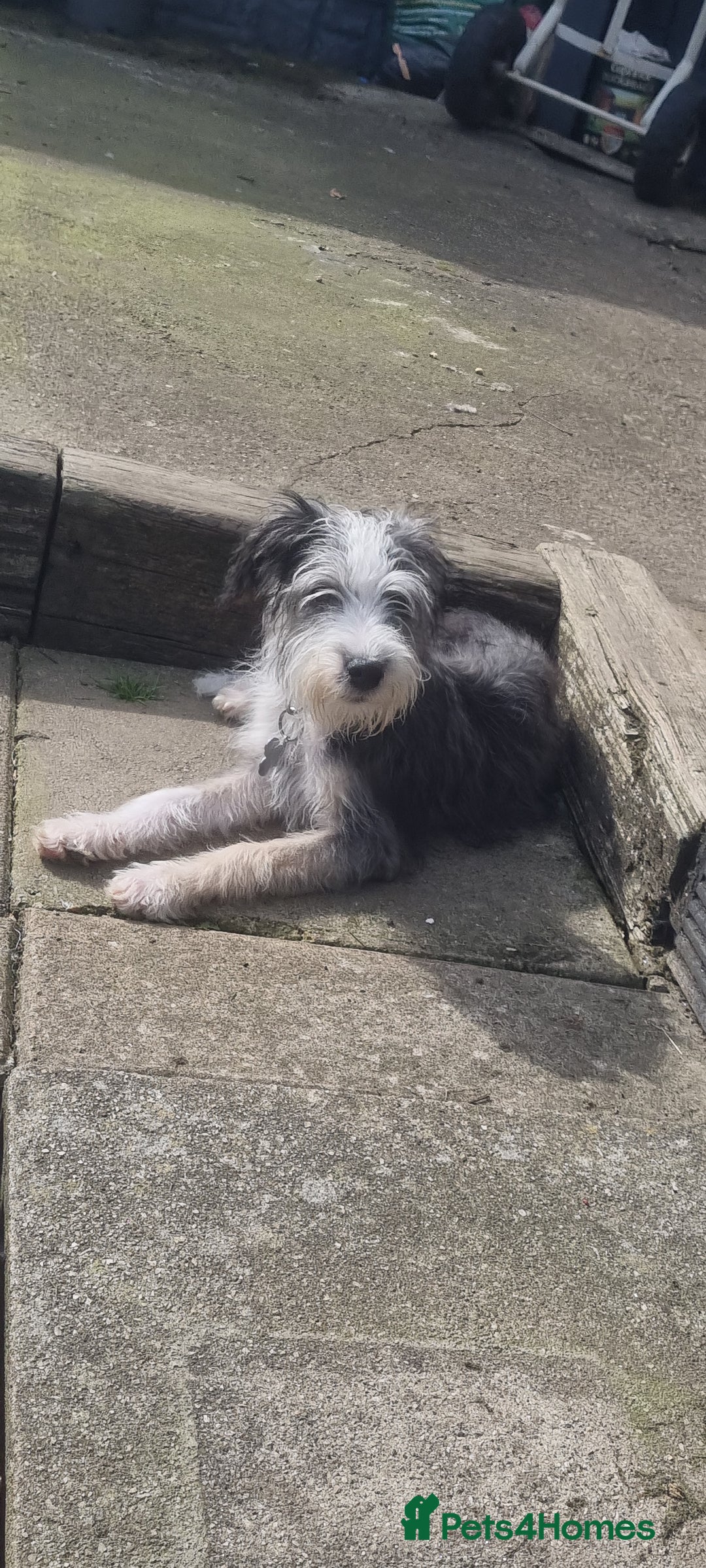 Lurcher dogs for sale: Little boy for sale - Image 3