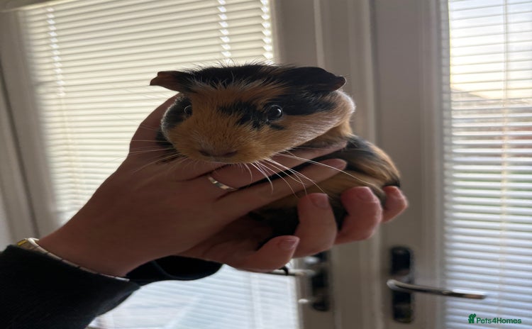 Guinea Pig rodents - Advert 1