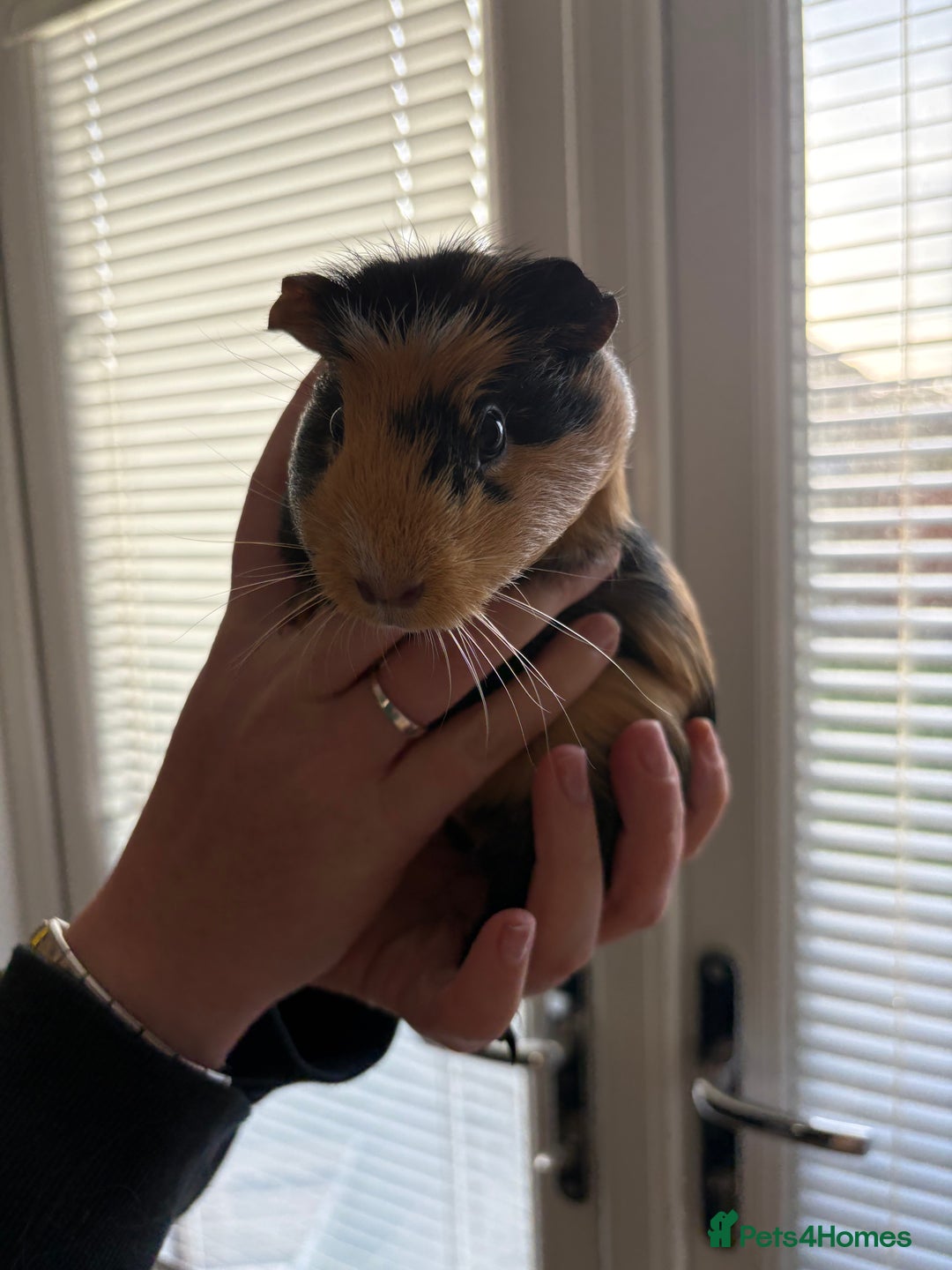Guinea Pig rodents for sale: 3 female guinea pigs - Image 1