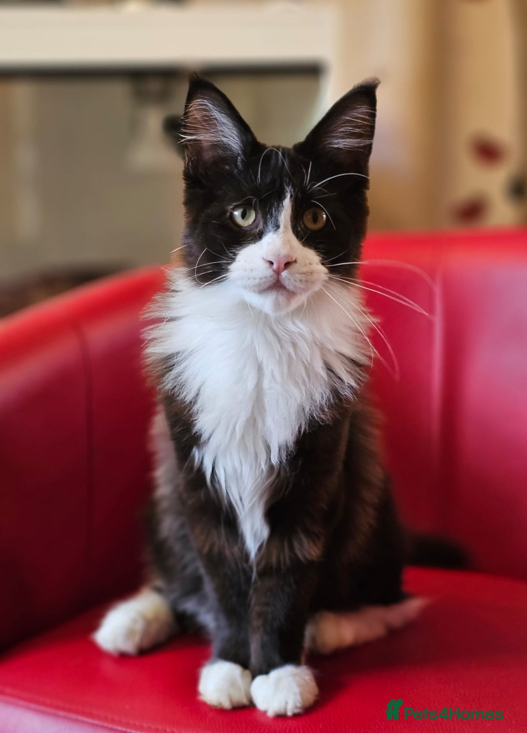 Maine Coon cats for sale: Pure breed Maine Coon kittens  in Northampton - Image 9