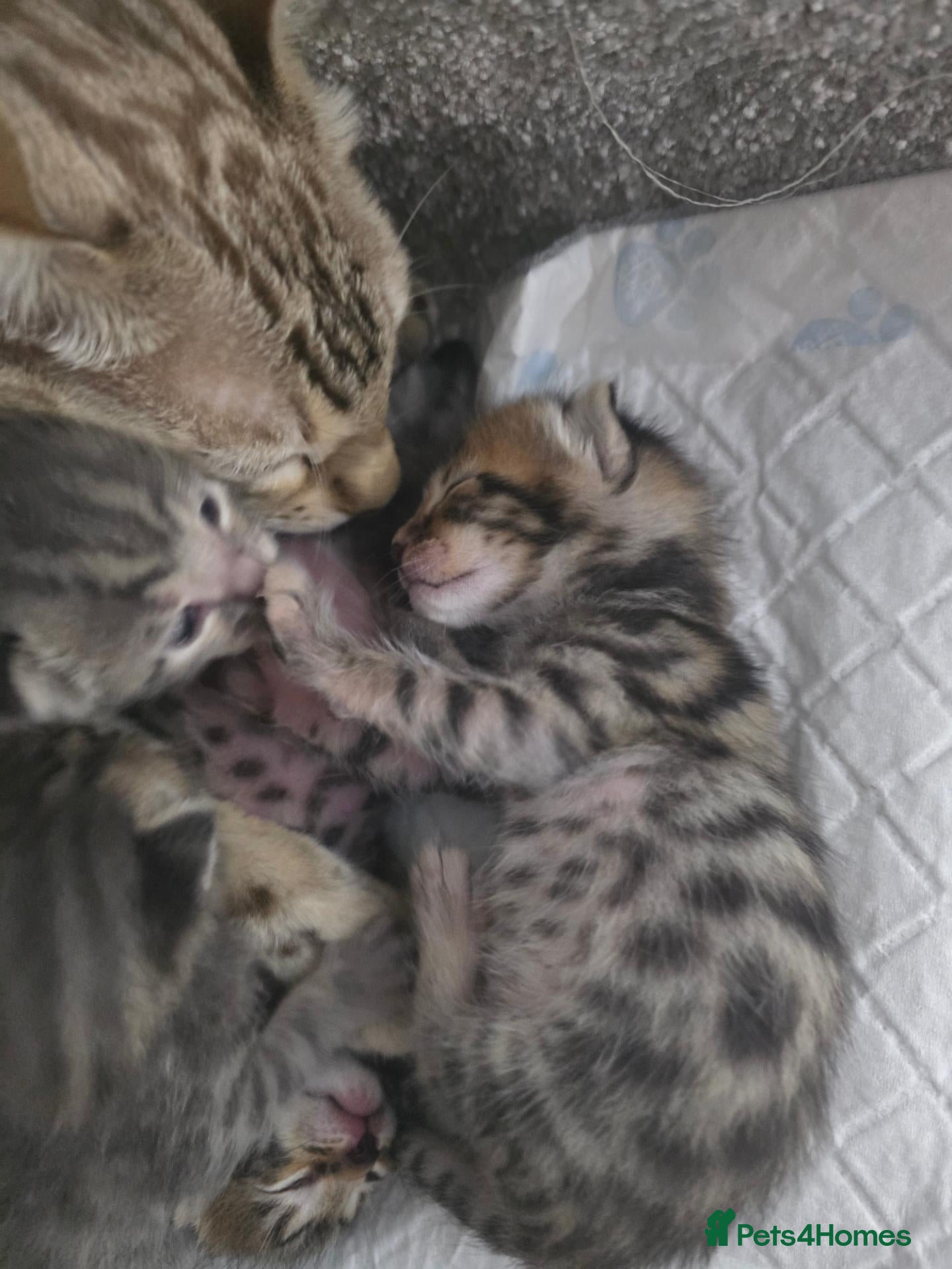 Bengal cats Bengal mix kittens - Advert 1