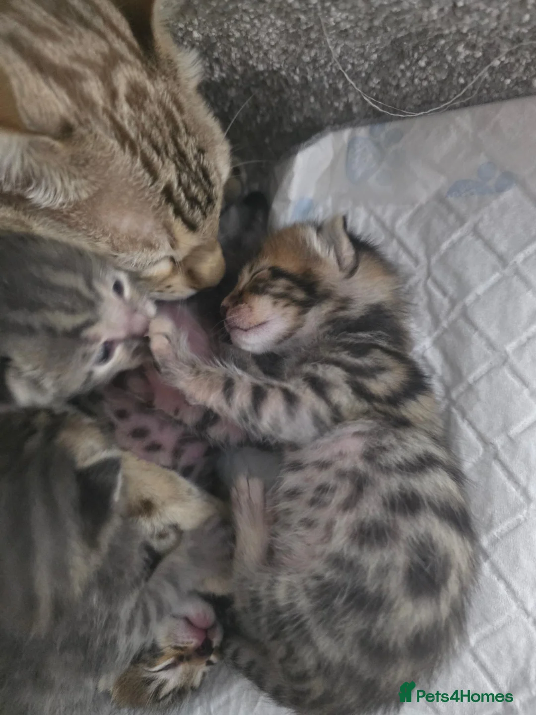 Bengal cats for sale: Bengal mix kittens - Advert 1