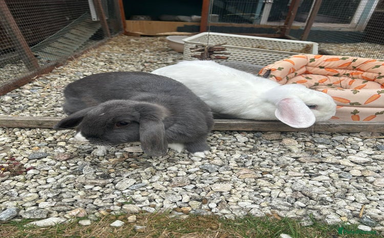Dwarf Lop rabbits - Advert 1