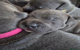 Staffordshire Bull Terrier dogs for sale: Staffordshire Bull Terrier Puppies - Image 23