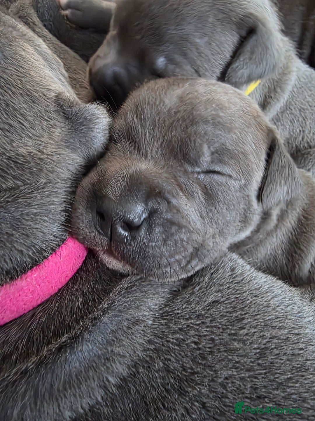 Staffordshire Bull Terrier dogs for sale: Staffordshire Bull Terrier Puppies - Image 23