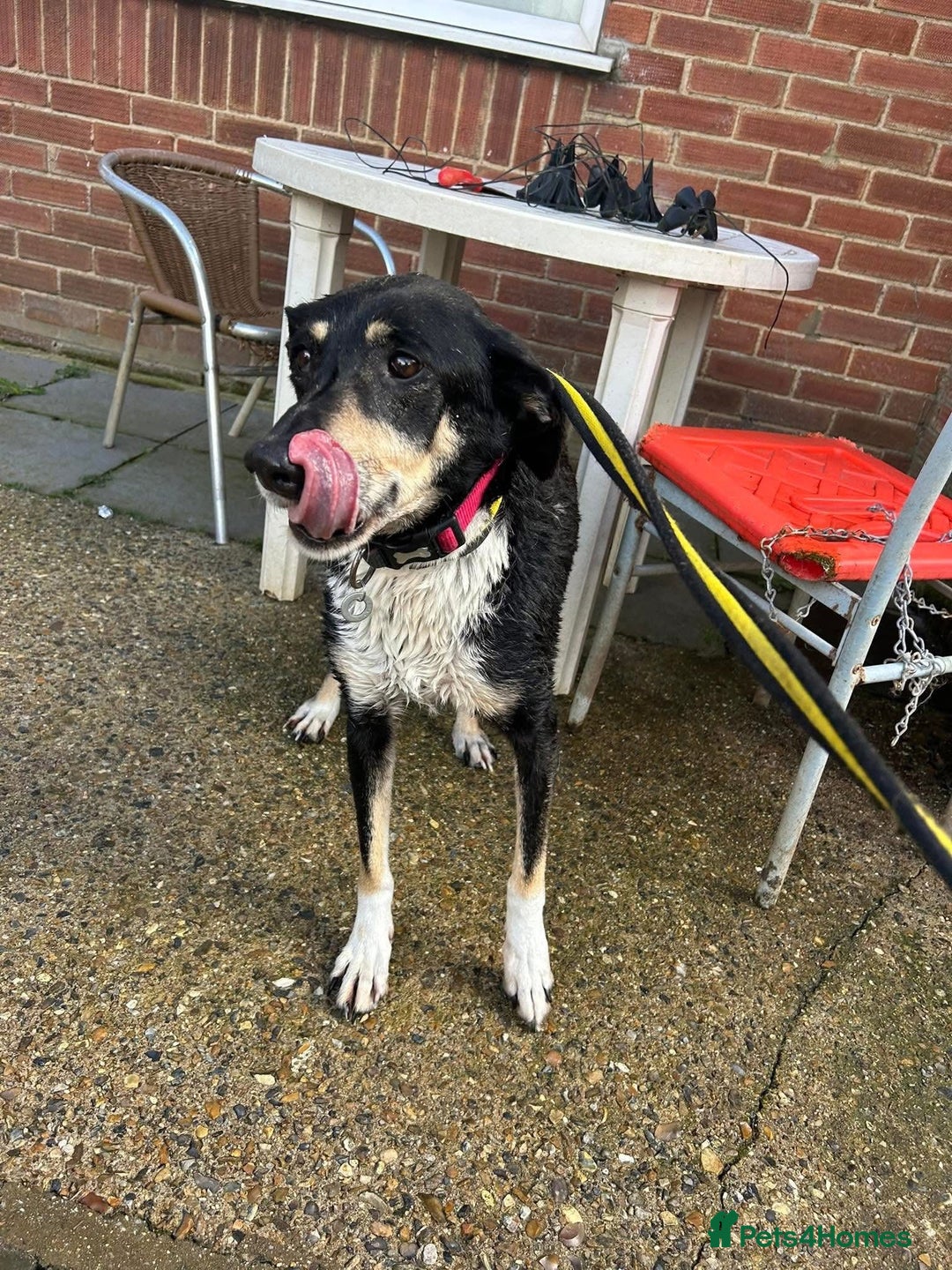 Mixed Breed dogs for adoption: Lottie - Norwich Norfolk  in Norwich - Advert 5