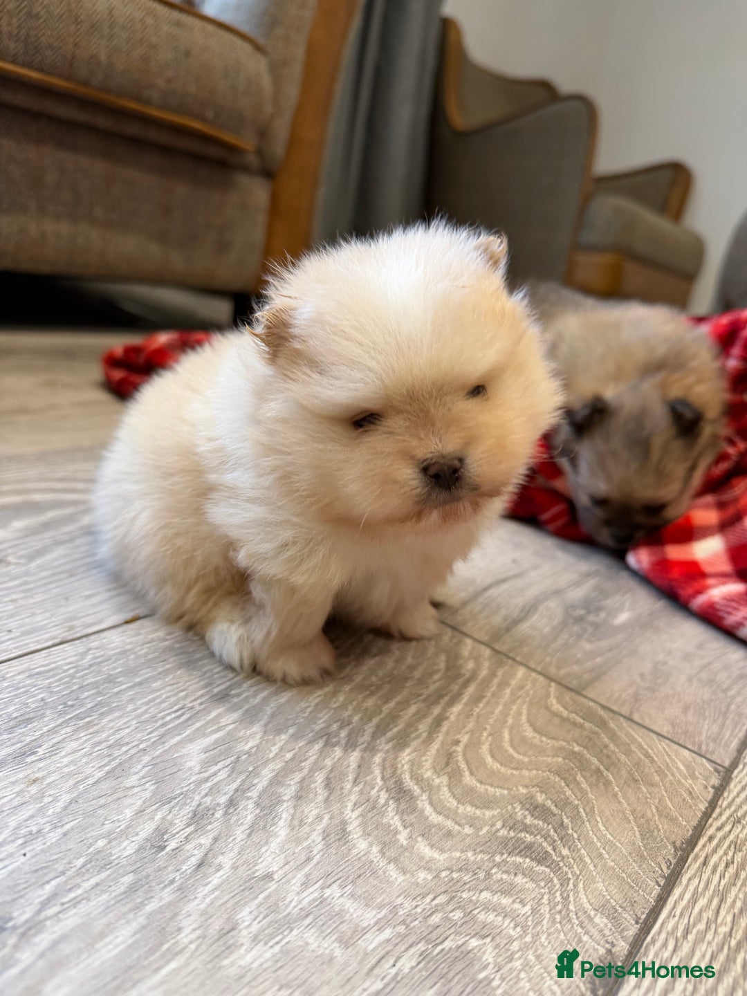 Pomeranian dogs for sale: Kc cream thick fur Pomeranian male puppy - Advert 3