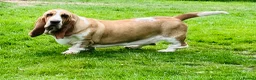 Basset Hound dogs for sale: Basset hound 13 months old - Advert 2