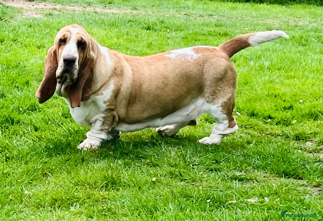 Basset Hound dogs for sale: Basset hound 13 months old - Advert 2
