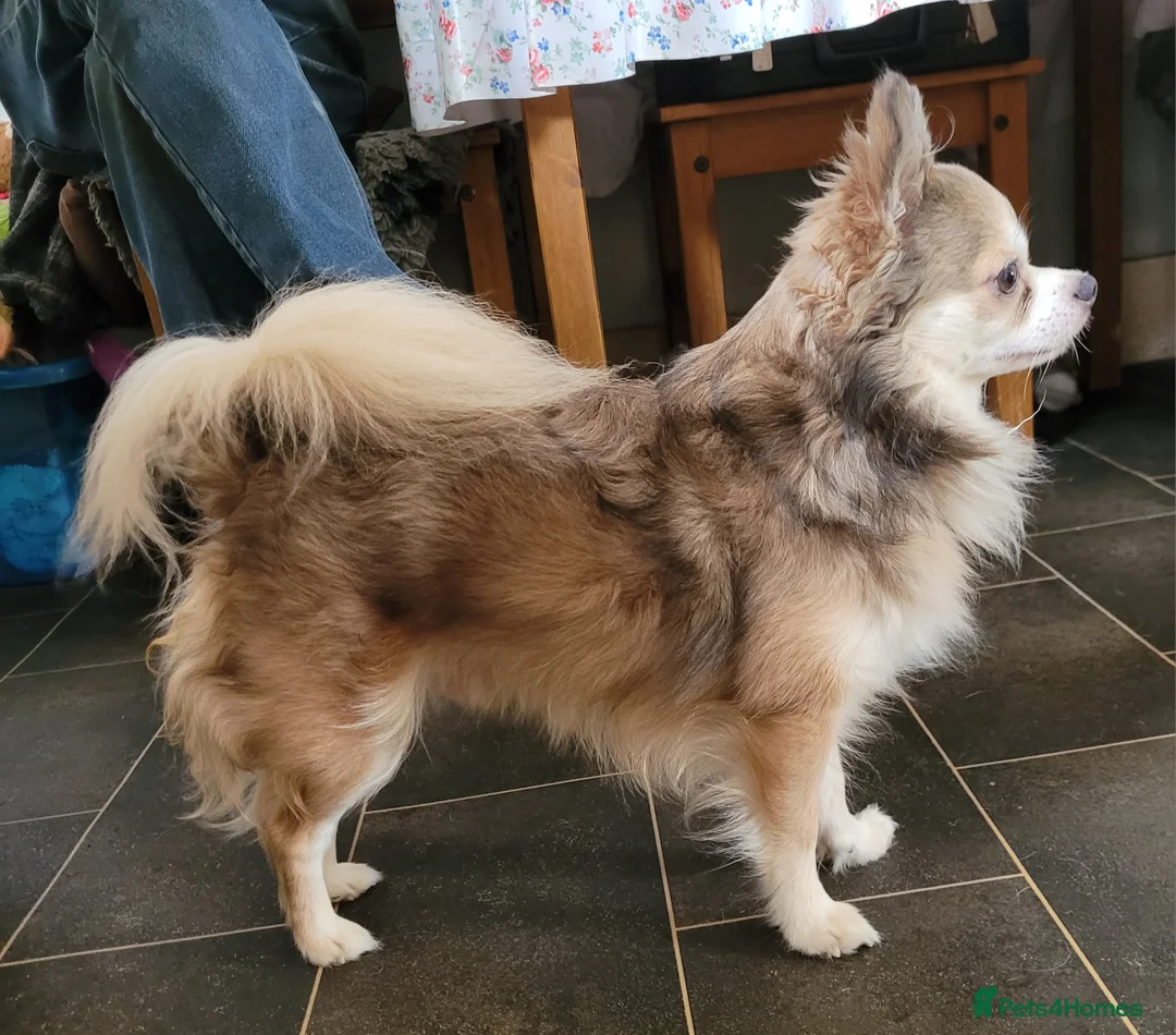 Chihuahua dogs for stud: Duties only not for sale in Liskeard - Advert 3