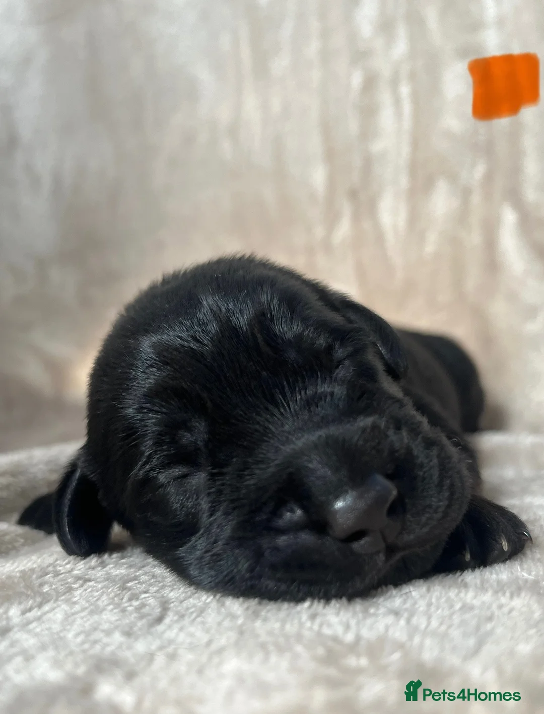 Labrador Retriever dogs for sale: 8 beautiful purebred Labrador Retrievers❤️ - Advert 2