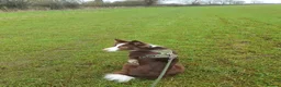 Border Collie dogs for sale: Brown Border Collie - Advert 2