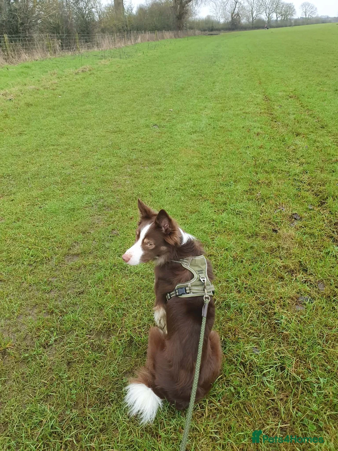 Border Collie dogs for sale: Brown Border Collie - Advert 2