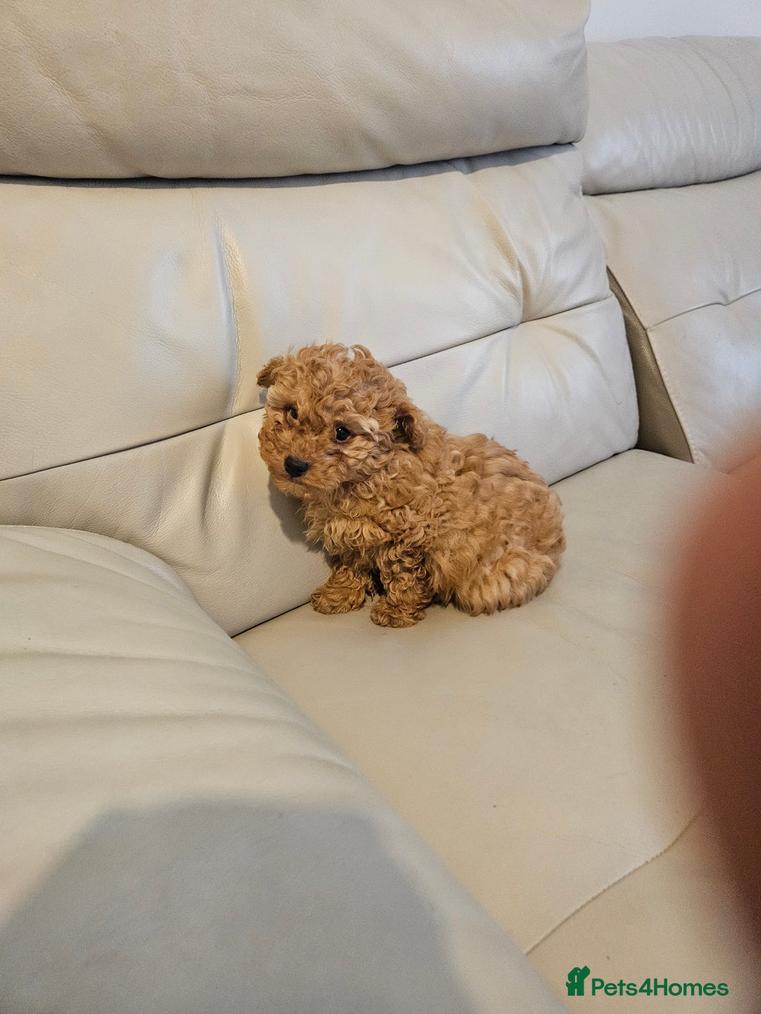 Toy Poodle dogs for sale: Last toy poodle boy remaining  - Advert 3