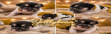 French Bulldog 3