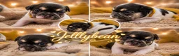 French Bulldog dogs for sale: RKC French bulldog puppy’s health tested parents  - Advert 3