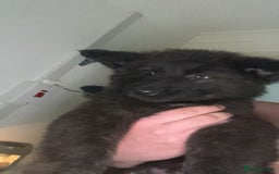 Mixed Breed dogs for sale: German Shepard cross - Image 3