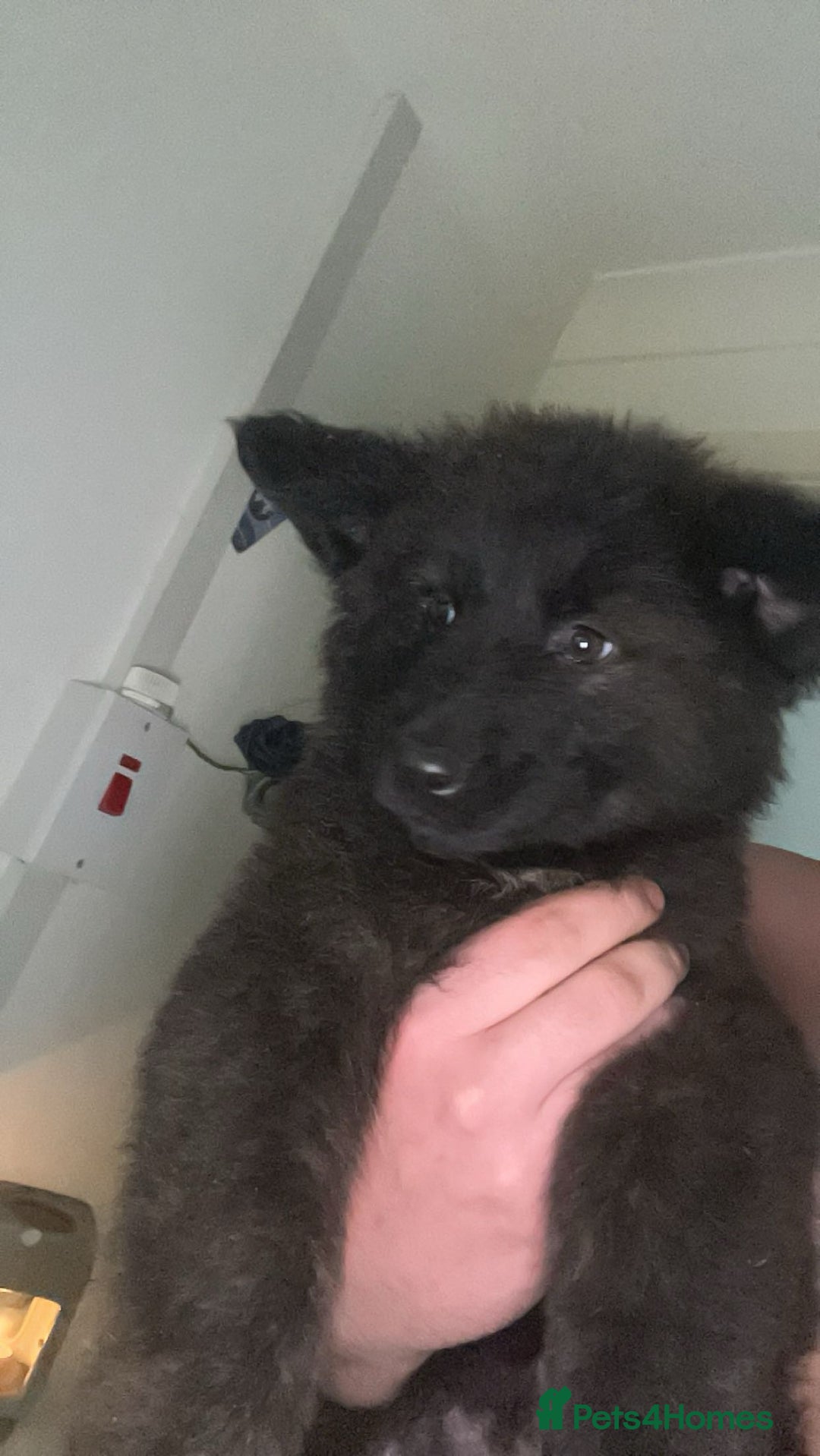 Mixed Breed dogs for sale: German Shepard cross - Image 3