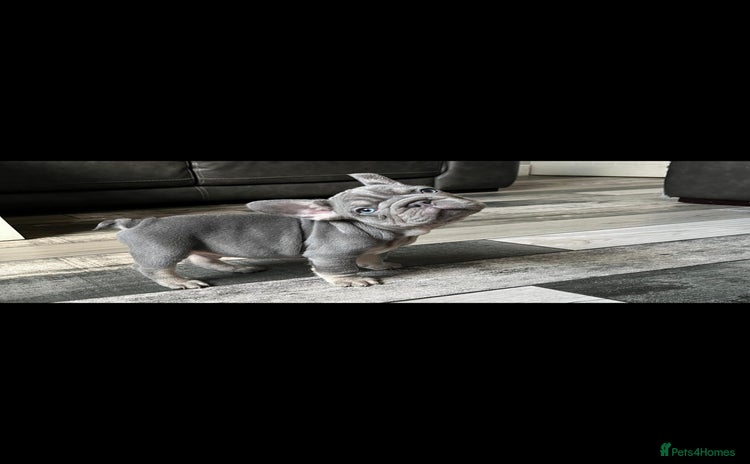 French Bulldog dogs - Advert 4