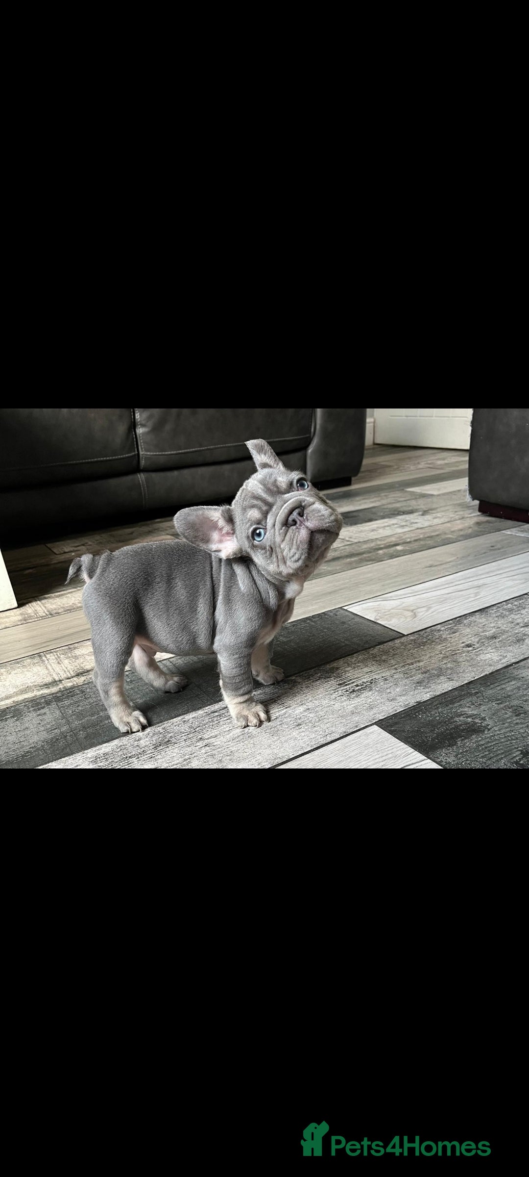 French Bulldog dogs for sale: LAST BIG ROPE LILAC MALE CARRYING FLUFFY - Image 3