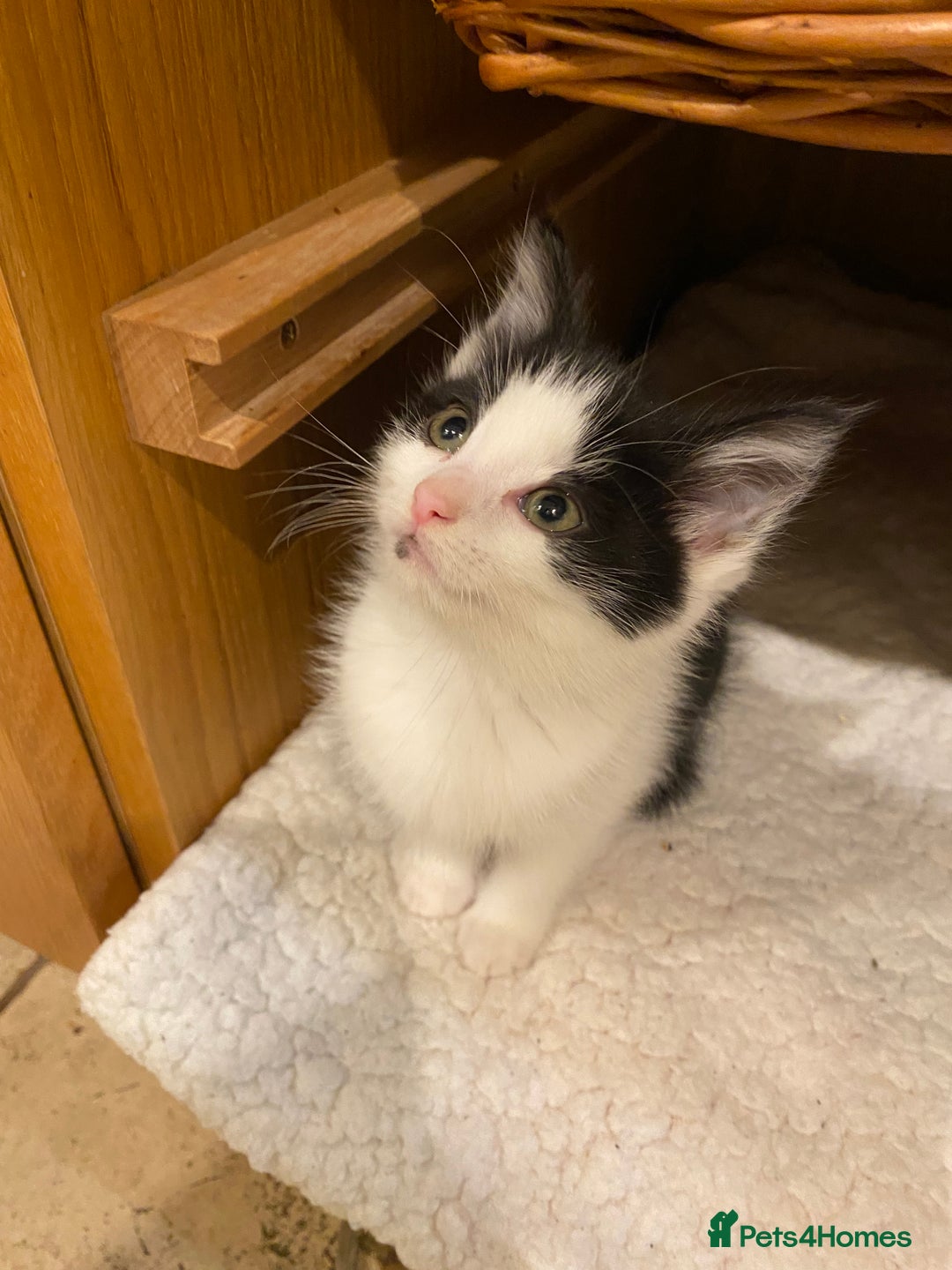 Mixed Breed cats for sale: Home-Raised Black & White Kittens– 10 Weeks Old 🐾 - Advert 9