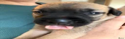 Mixed Breed dogs for sale: Presa Canario mixes in Warrington - Advert 5