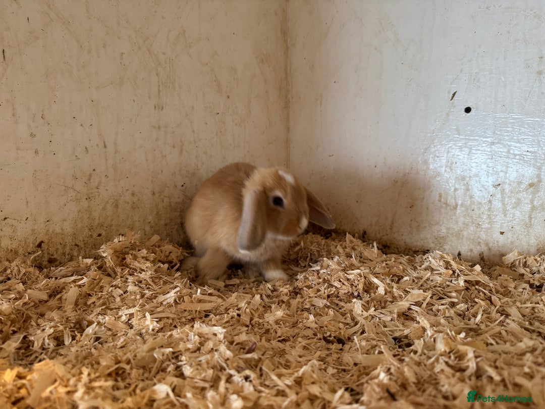 Mixed Breed rabbits for sale: Mixed baby rabbits  - Image 3